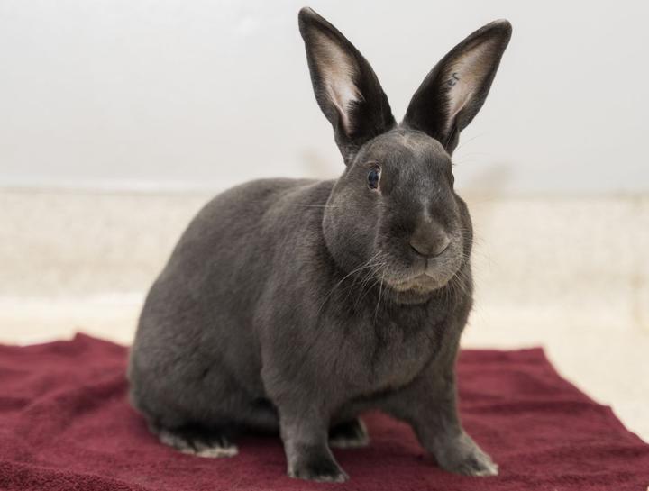 Sugar Land Small Animal Veterinarian Hamster Vet